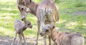 В Новосибирском зоопарке на свет появились еще два детеныша аргали