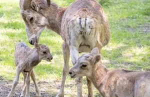 В Новосибирском зоопарке на свет появились еще два детеныша аргали