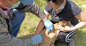 В Горно-Алтайске продолжается бесплатное чипирование собак В Горно-Алтайске продолжается бесплатное чипирование собак