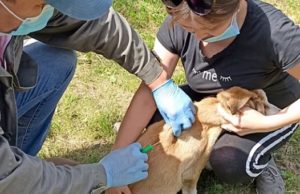 В Горно-Алтайске продолжается бесплатное чипирование собак В Горно-Алтайске продолжается бесплатное чипирование собак