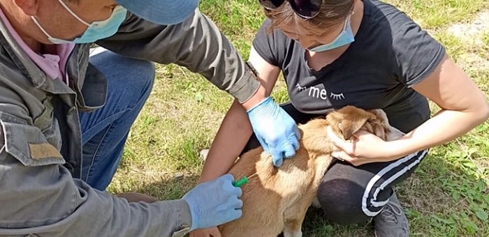 В Горно-Алтайске продолжается бесплатное чипирование собак