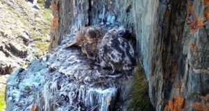 Видео из Сайлюгемского нацпарка: самка кормит соколят