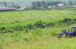 Более пяти гектаров дикорастущей конопли уничтожили в Карлушке