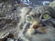 Манул, росомаха, снежный барс и другие – кадры с Шапшальского хребта Манул, росомаха, снежный барс и другие – кадры с Шапшальского хребта