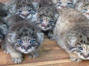 16 голубоглазых котят манулов появились на свет в новосибирском зоопарке 16 голубоглазых котят манулов появились на свет в новосибирском зоопарке