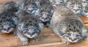 16 голубоглазых котят манулов появились на свет в новосибирском зоопарке 16 голубоглазых котят манулов появились на свет в новосибирском зоопарке