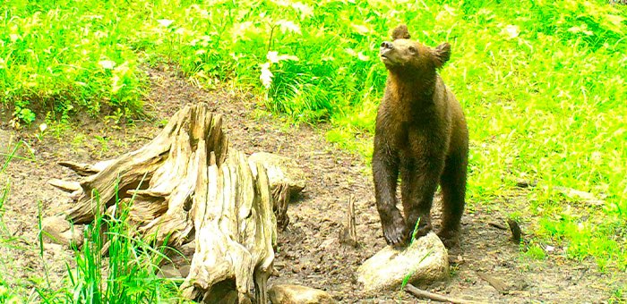 Иллюстрации к сказке «Медведь-музыкант» сфотографировали в Алтайском заповеднике