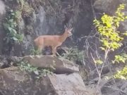 Самец косули попал в «каменную ловушку» возле водопада Киште на Телецком озере Самец косули попал в «каменную ловушку» возле водопада Киште на Телецком озере