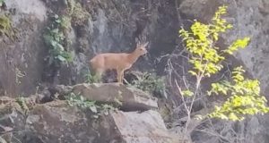 Самец косули попал в «каменную ловушку» возле водопада Киште на Телецком озере