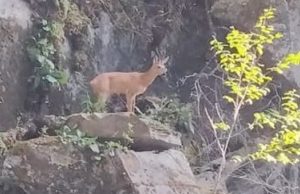 Самец косули попал в «каменную ловушку» возле водопада Киште на Телецком озере Самец косули попал в «каменную ловушку» возле водопада Киште на Телецком озере
