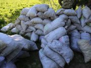 Свыше 13 тонн незаконно добытых краснокнижных растений изъяли пограничники в Горном Алтае Свыше 13 тонн незаконно добытых краснокнижных растений изъяли пограничники в Горном Алтае