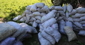 Свыше 13 тонн незаконно добытых краснокнижных растений изъяли пограничники в Горном Алтае Свыше 13 тонн незаконно добытых краснокнижных растений изъяли пограничники в Горном Алтае