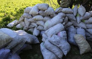 Свыше 13 тонн незаконно добытых краснокнижных растений изъяли пограничники в Горном Алтае Свыше 13 тонн незаконно добытых краснокнижных растений изъяли пограничники в Горном Алтае
