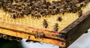 Пчелы в законе