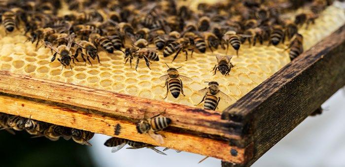Пчелы в законе
