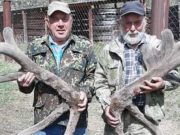 117 тонн сырых пантов получили мараловоды в этом году 117 тонн сырых пантов получили мараловоды в этом году