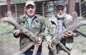 117 тонн сырых пантов получили мараловоды в этом году 117 тонн сырых пантов получили мараловоды в этом году