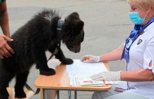 Медведица Глафира из Республики Алтай посетила избирательный участок