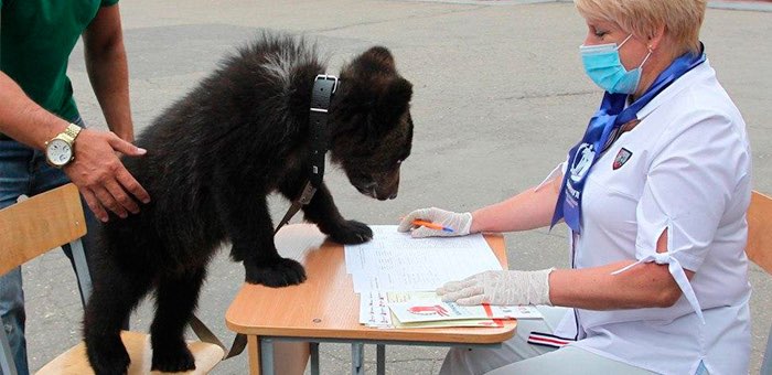 Медведица Глафира из Республики Алтай посетила избирательный участок
