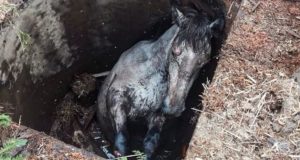 Пожарные спасли лошадь, попавшую в трехметровый колодец Пожарные спасли лошадь, попавшую в трехметровый колодец