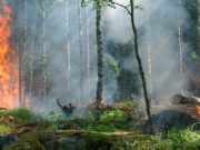 В двух районах Республики Алтай ожидается высокая пожароопасность
