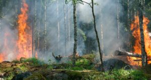 В двух районах Республики Алтай ожидается высокая пожароопасность В двух районах Республики Алтай ожидается высокая пожароопасность