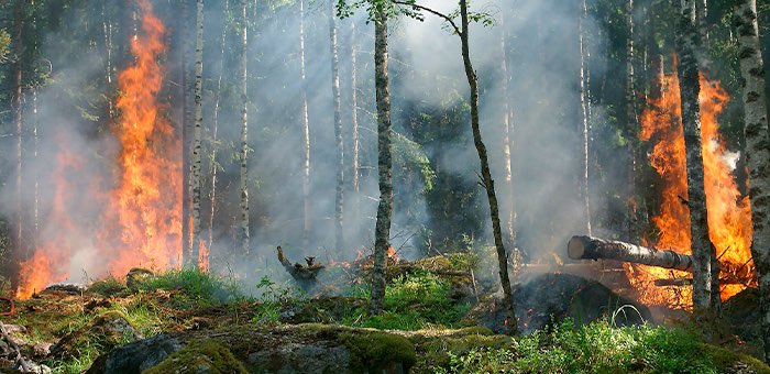 В двух районах Республики Алтай ожидается высокая пожароопасность