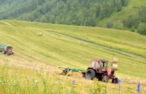 Хозяйства Республики Алтай приступили к кормозаготовительной кампании