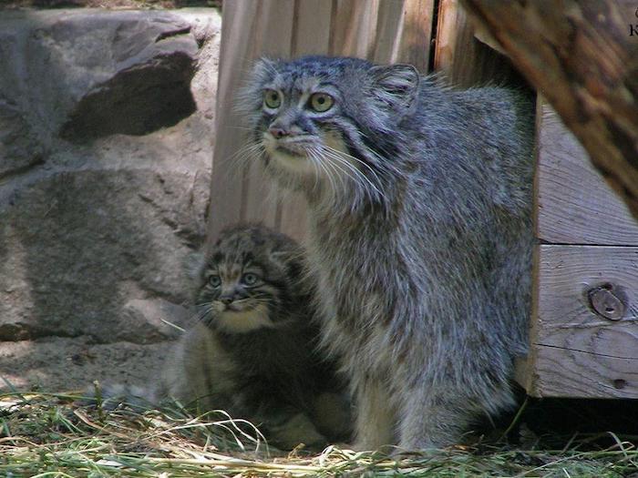 16 голубоглазых котят манулов появились на свет в новосибирском зоопарке