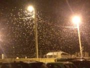В Усть-Кане из-за шелкопряда приостановлено уличное освещение