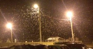 В Усть-Кане из-за шелкопряда приостановлено уличное освещение