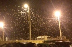 В Усть-Кане из-за шелкопряда приостановлено уличное освещение В Усть-Кане из-за шелкопряда приостановлено уличное освещение
