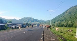 Правильно пасти коров научили шебалинских фермеров сотрудники ГИБДД