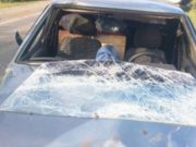На Телецком тракте автомобиль столкнулся с лошадью На Телецком тракте автомобиль столкнулся с лошадью