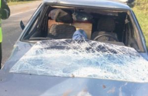 На Телецком тракте автомобиль столкнулся с лошадью На Телецком тракте автомобиль столкнулся с лошадью