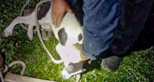 Чемальские пожарные спасли собаку Чемальские пожарные спасли собаку