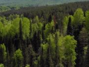 Непарного шелкопряда на Алтае становится меньше Непарного шелкопряда на Алтае становится меньше