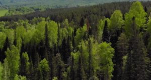 Непарного шелкопряда на Алтае становится меньше Непарного шелкопряда на Алтае становится меньше