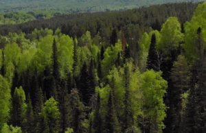 Непарного шелкопряда на Алтае становится меньше Непарного шелкопряда на Алтае становится меньше