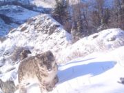 Гранты РГО реализуются в Сайлюгемском национальном парке Гранты РГО реализуются в Сайлюгемском национальном парке