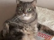 Пушок. В конкурсе «Главная кошка Горно-Алтайска» выбрали первого финалиста Пушок. В конкурсе «Главная кошка Горно-Алтайска» выбрали первого финалиста