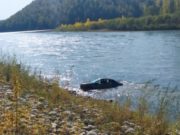 В реку Бия съехал автомобиль, водитель погиб В реку Бия съехал автомобиль, водитель погиб