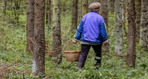 «Приключения» в лесу: одна женщина потерялась, вторая сломала ногу «Приключения» в лесу: одна женщина потерялась, вторая сломала ногу