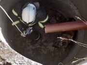 Пожарные спасли собаку и корову Пожарные спасли собаку и корову
