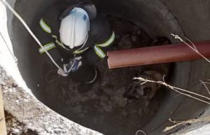Пожарные спасли собаку и корову Пожарные спасли собаку и корову