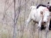 В Верх-Апшуяхте пришлось застрелить медведя, нападавшего на скот В Верх-Апшуяхте пришлось застрелить медведя, нападавшего на скот