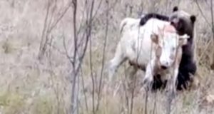 В Верх-Апшуяхте пришлось застрелить медведя, нападавшего на скот В Верх-Апшуяхте пришлось застрелить медведя, нападавшего на скот