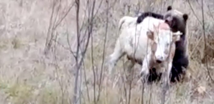В Верх-Апшуяхте пришлось застрелить медведя, нападавшего на скот