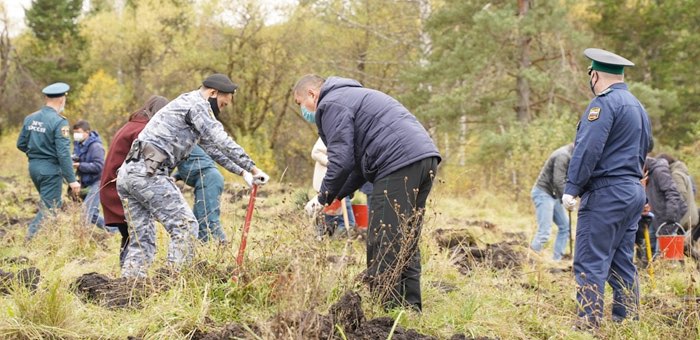 Около тысячи сеянцев кедра высажено во время акции «Сохраним лес»