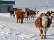 Закупочные цены на мясо с высокогорья могут вырасти Закупочные цены на мясо с высокогорья могут вырасти